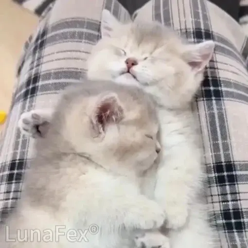 Luna – My Simulated Robot Cat - Image 10