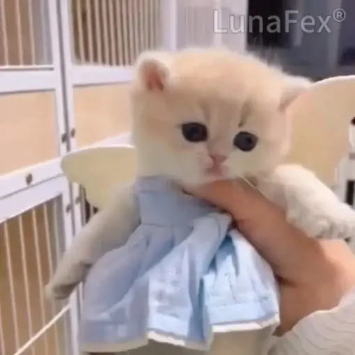 Luna – My Simulated Robot Cat - Image 7