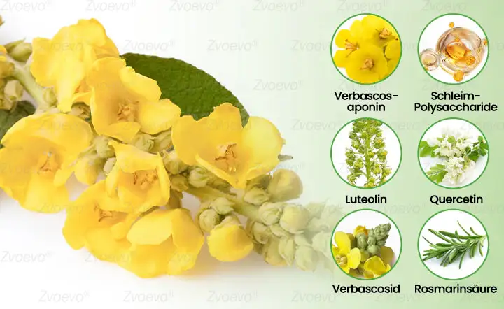 Botanischer Mullein Lungenreinigungsdiffusor - Image 5